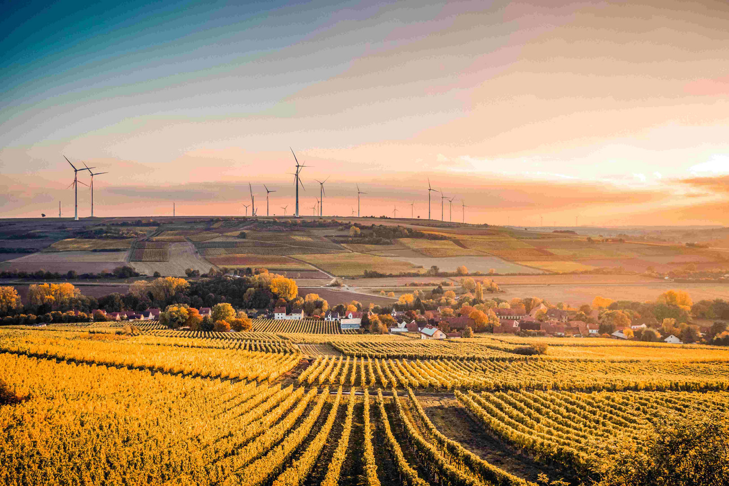 Weinberge im Abendlicht mit kleinem Dorf im Tal, dahinter Felder und Windräder auf einem Hügel.